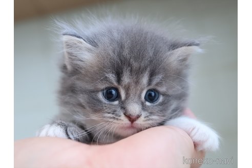 販売中の愛知県のサイベリアン-120558の4枚目