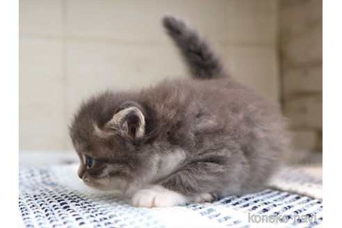 販売中の愛知県のサイベリアン-120558の8枚目
