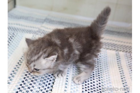 販売中の愛知県のミヌエット-120560の6枚目