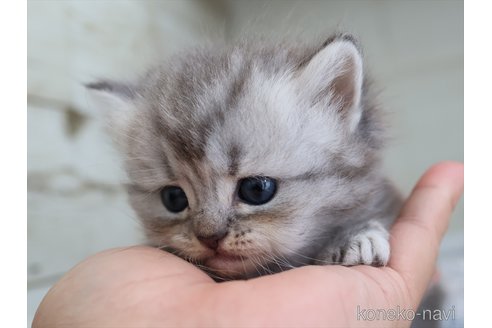 販売中の愛知県のミヌエット-120560の8枚目