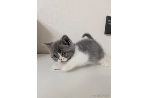 販売中の大阪府のミヌエット-115787の3枚目