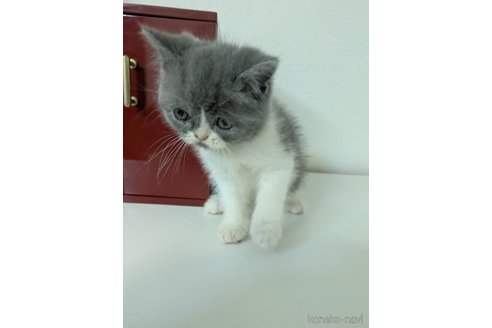 販売中の大阪府のミヌエット-115787の6枚目