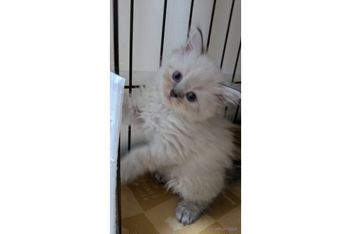 販売中の大阪府のミヌエット-120586の4枚目