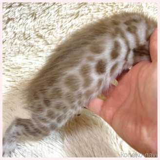 販売中の群馬県のベンガル-120594の2枚目