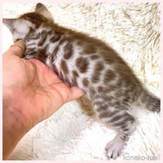 販売中の群馬県のベンガル-120594の3枚目