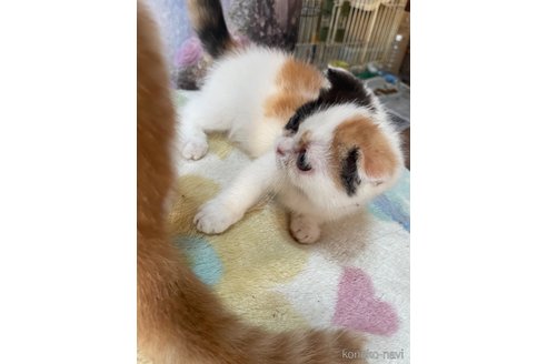 販売中の愛知県のミックス-116038の3枚目