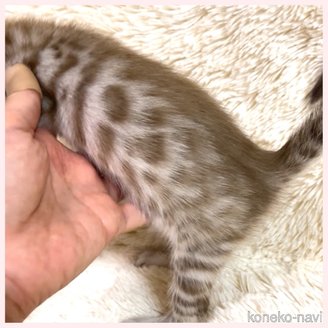 販売中の群馬県のベンガル-120596の2枚目