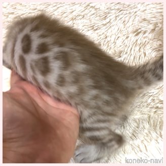販売中の群馬県のベンガル-120596の3枚目