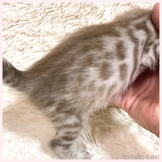 販売中の群馬県のベンガル-120596の5枚目