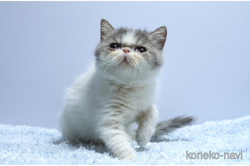 販売中の群馬県のエキゾチックショートヘア-116552の3枚目