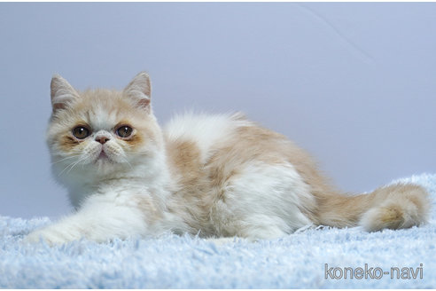 販売中の群馬県のエキゾチックショートヘア-116550の1枚目