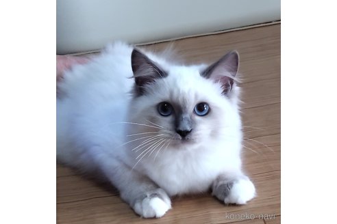 商談中の静岡県のラグドール-120603の3枚目