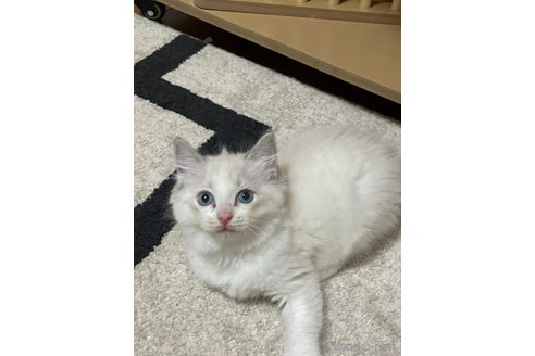 販売中の群馬県のラグドール-120604の2枚目