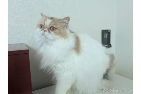 販売中の大阪府のミヌエット-90465の4枚目