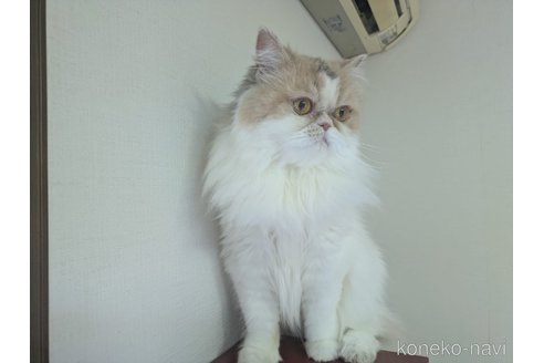 販売中の大阪府のミヌエット-90465の5枚目