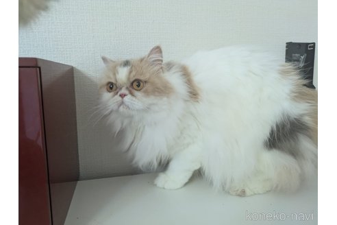 販売中の大阪府のミヌエット-90465の3枚目