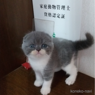 販売中の栃木県のスコティッシュフォールド-120613の1枚目