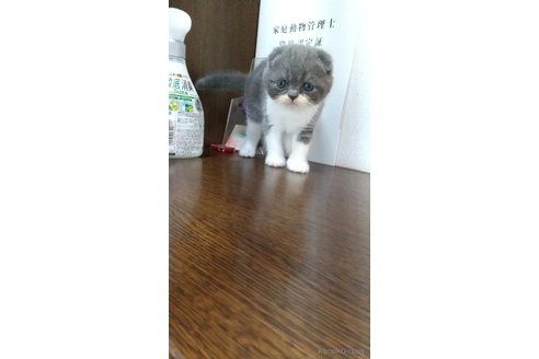 販売中の栃木県のスコティッシュフォールド-120613の3枚目