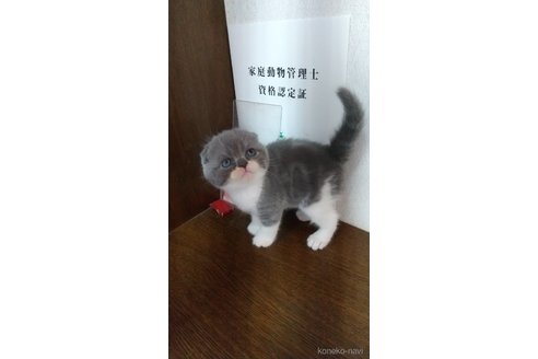 販売中の栃木県のスコティッシュフォールド-120613の2枚目