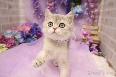 販売中の東京都のブリティッシュショートヘア-120618の7枚目