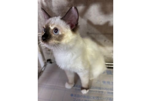 販売中の長野県のラグドール-120620の3枚目