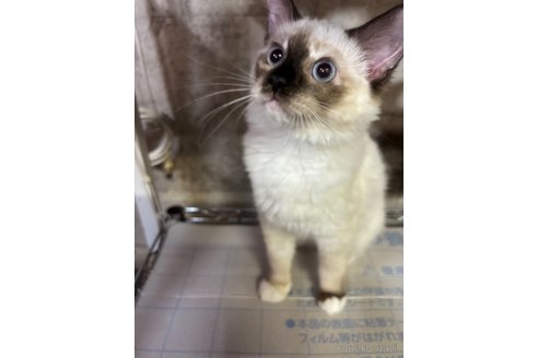販売中の長野県のラグドール-120620の2枚目