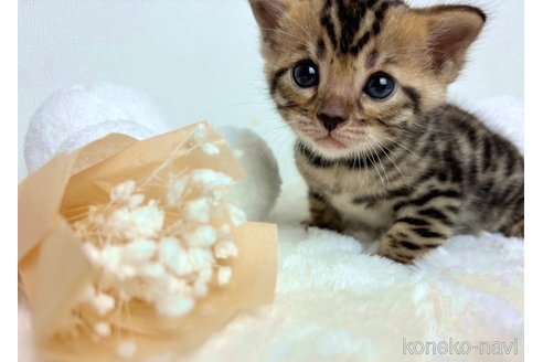 販売中の三重県のベンガル-120623の2枚目