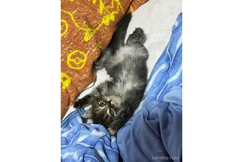 商談中の埼玉県のミックス-120334の2枚目