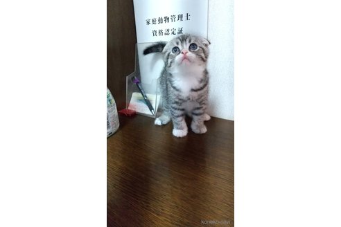 販売中の栃木県のスコティッシュフォールド-120625の2枚目