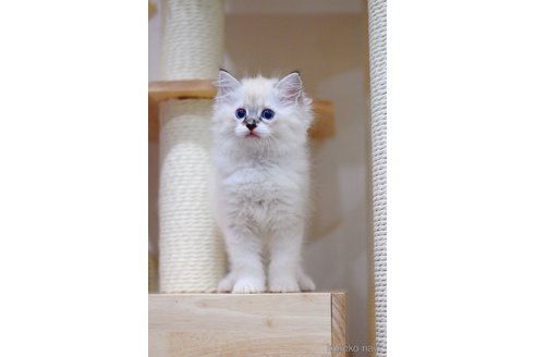 販売中の大阪府のラグドール-120627の7枚目