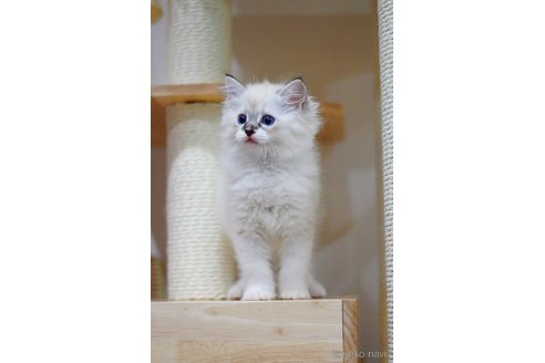 販売中の大阪府のラグドール-120627の5枚目