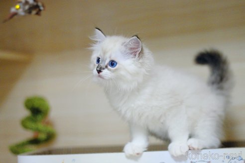 販売中の大阪府のラグドール-120627の2枚目