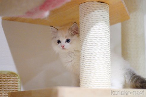 販売中の大阪府のラグドール-120628の3枚目