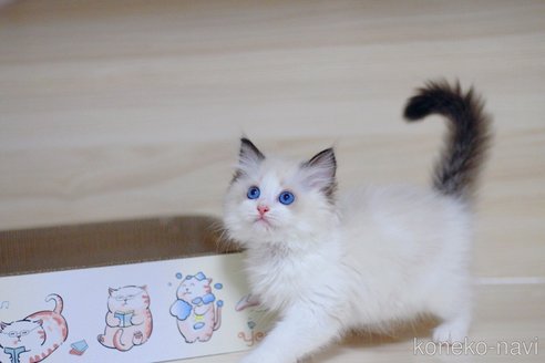 販売中の大阪府のラグドール-120629の3枚目
