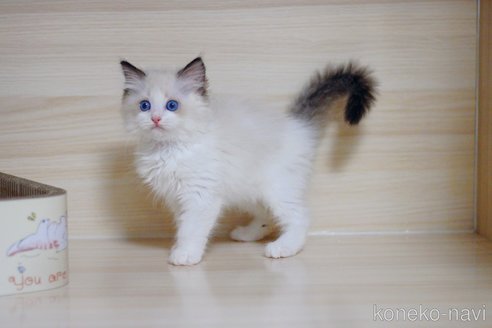販売中の大阪府のラグドール-120629の2枚目