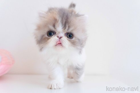 販売中の東京都のエキゾチックロングヘア-119445の27枚目
