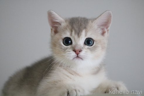 販売中の愛知県のブリティッシュショートヘア-116630の6枚目