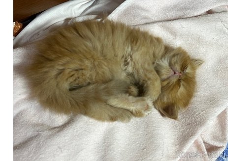 販売中の埼玉県のミックス-120336の5枚目
