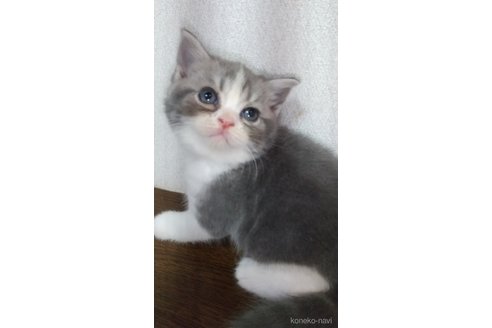 販売中の栃木県のスコティッシュフォールド-120635の3枚目