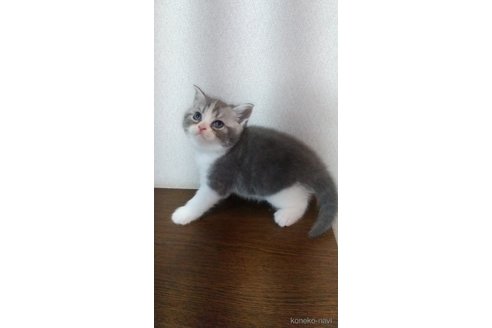 販売中の栃木県のスコティッシュフォールド-120635の2枚目