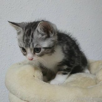 販売中の埼玉県のスコティッシュフォールド-120639の6枚目