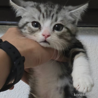 販売中の埼玉県のスコティッシュフォールド-120639の1枚目