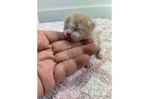販売中の東京都のスコティッシュフォールド-120479の4枚目