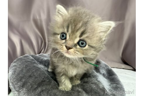 成約済の千葉県のスコティッシュフォールド-119634の9枚目