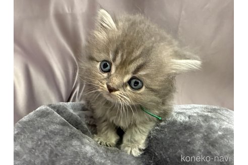 成約済の千葉県のスコティッシュフォールド-119634の8枚目