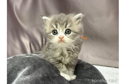 販売中の千葉県のスコティッシュフォールド-119631の6枚目