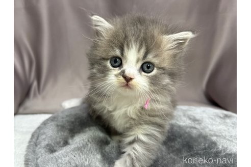 販売中の千葉県のスコティッシュフォールド-119630