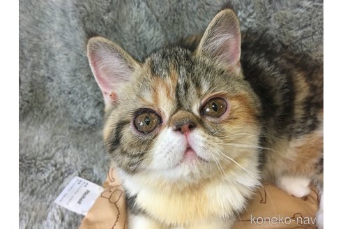 販売中の神奈川県のエキゾチックショートヘア-113826の12枚目