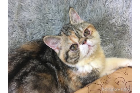 販売中の神奈川県のエキゾチックショートヘア-113826の10枚目