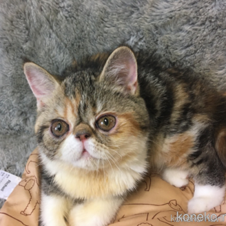 販売中の神奈川県のエキゾチックショートヘア-113826